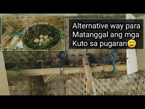 Paano matatanggal ang hanep or kuto sa pugaran ng .